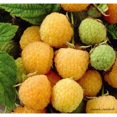 Framboisier remontant Fallgold, arbuste à petits fruits, pot 1,3 L, achat, pas cher