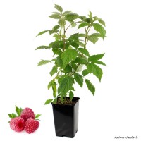 Framboisier remontant Héritage, arbuste à petits fruits, pot 1,3 L, fruits rouges, plante d'extérieure,achat, pas cher