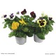 Pensées, pot de 10,5 cm, fleurs bisannuelles, plantation, massif, achat, pas cher