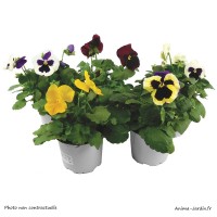 Pensées, pot de 10,5 cm, fleurs bisannuelles, vivace, plantation, massif, achat, pas cher