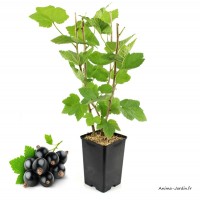 Cassissier Andega, arbuste à petits fruits, pot 1,3 L, achat, pas cher