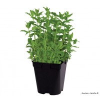 Menthe verte, aromatique, plante condimentaire, potager, pot 1L, achat, pas cher