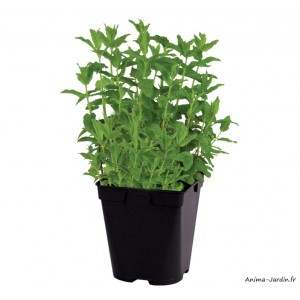 Menthe verte, aromatique, plante condimentaire, pot 1L, achat, pas cher