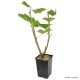 Groseiller grappe Blanka, baies blanches, arbuste à petits fruits, pot 1,3 L, plante d'extérieure, achat, pas cher