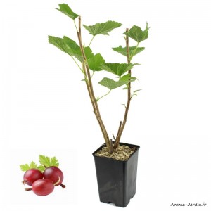 Groseillier Maquereau Captivator, fruit rouge foncé, arbuste à petits fruits, pot 1,3 L, plante d'extérieure, achat, pas cher