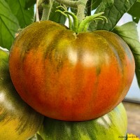 Plant de tomates, tomate côtelée Noire de Crimée, pot de 0,5L, potager, culture, achat, pas cher