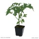 Plant de tomates, tomate cerise Sweet Baby, pot de 0,5L, potager, culture, achat, pas cher