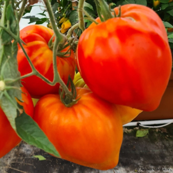 Plant de tomates, tomate Coeur de Boeuf, gros fruits,  potager, légume, achat pas cher
