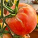 Plant de tomates, tomate Rose de Berne, pot de 0,5L, potager, légume, achat, pas cher