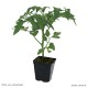 Plant de tomates, tomate Rose de Berne, pot de 0,5L, potager, légume, achat, pas cher