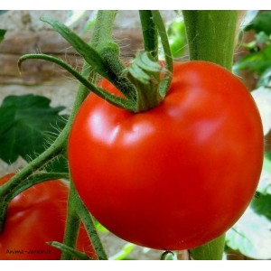 Plant de tomates, tomate Saint Pierre, pot de 0,5L, potager, culture, achat, pas cher