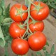 Plant de tomates, tomate ronde en grappe Premio F1, pot de 0,5L, potager, culture, achat, pas cher