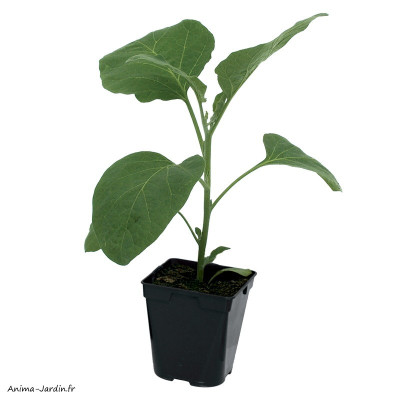 Aubergine Baluroi, plants potagers, pot de 0.5L, légume fruit, achat, pas cher