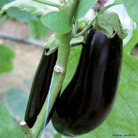 Aubergine Baluroi, plants potagers, pot de 0.5L, légume fruit, achat, pas cher