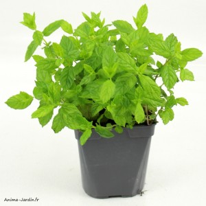 Menthe Verte AB, plante aromatique, pot de 1L, potager, condimentaire, achat, pas cher