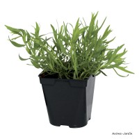 Estragon AB, aromatique, plante condimentaire, pot 1L, achat, pas cher