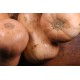 Courge Butternut AB, plants potagers, pot de 0.5L, potager, légume, achat, pas cher