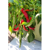 Piment de Cayenne, plants potager, pot de 0.5L, condiment, épice, achat, pas cher