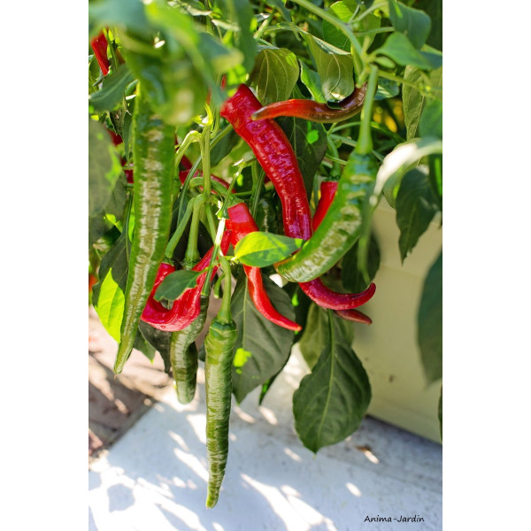Piment de Cayenne, plants potager, pot de 0.5L, condiment, épice, achat, pas cher
