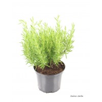 Romarin PAC, aromatique, plante condimentaire, pot 2.5L, achat, pas cher