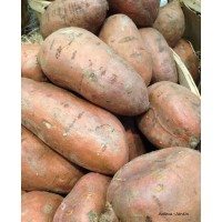 Patate Douce Beauregard, plants potagers, pot de 0.5L, potager, légume, achat, pas cher