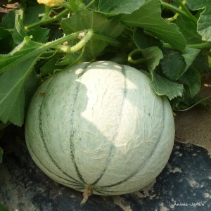 Melon Anasta F1, plants potagers, pot de 0.5L, Légume fruit, achat, pas cher
