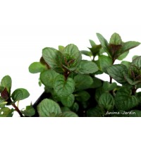 Menthe Mojito PAC, aromatique, plante condimentaire, pot 2.5L, achat, pas cher