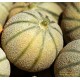 Melon Diego F1, plants potagers, pot de 0.5L, légume fruit, achat, pas cher