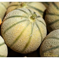 Melon Diego F1, plants potagers, pot de 0.5L, légume fruit, achat, pas cher
