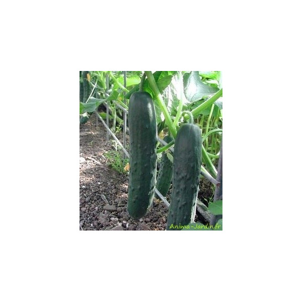 Concombre Marketmore AB, plants potagers bio, pot de 0.5L, potager, légume, achat, pas cher