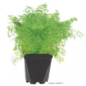 Aneth AB, aromatique, plante condimentaire, pot 1L, achat, pas cher