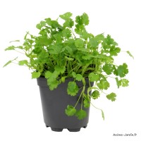 Coriandre AB, aromatique, plante condimentaire, pot 1L, achat, pas cher