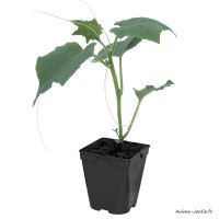 Cornichon Parigyno F1, plants potagers, pot de 0.5L, légume, achat, pas cher