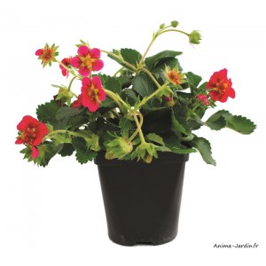 Fraisier remontant Tristan, plants potagers, pot de 0.5L, fraise, achat, pas cher