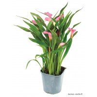 Calla, pot de 2L, vivace, Arum, plantation, massif, achat, pas cher