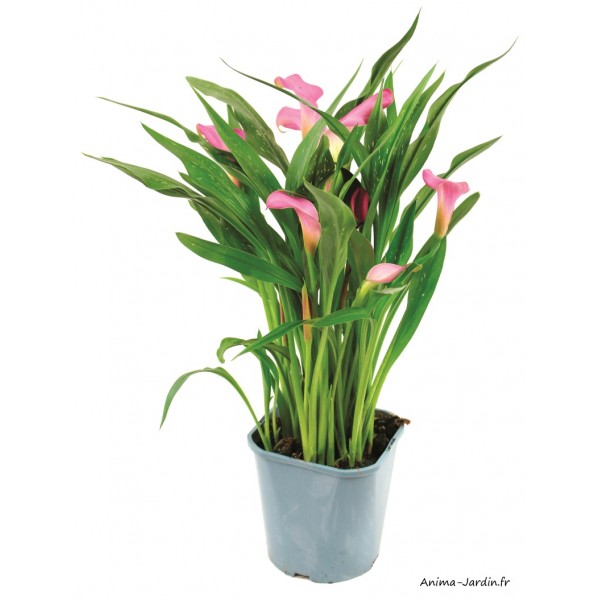 Calla, pot de 2L, vivace, Arum, plantation, massif, achat, pas cher