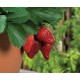 Fraisier remontant Tristan, plants potagers, pot de 0.5L, fraise, achat, pas cher