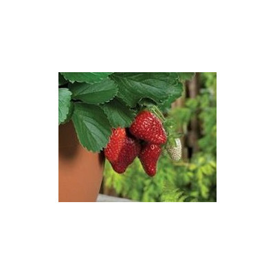 Fraisier remontant Tristan, plants potagers, pot de 0.5L, fraise, achat, pas cher