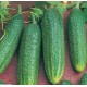 Cornichon Parigyno F1, plants potagers, pot de 0.5L, légume, achat, pas cher