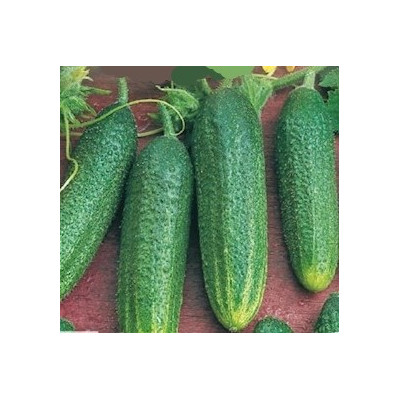 Cornichon Parigyno F1, plants potagers, pot de 0.5L, légume, achat, pas cher