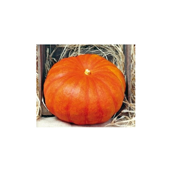 Potiron rouge vif d'Etampes, plants potagers, pot de 0.5L, légume, achat, pas cher