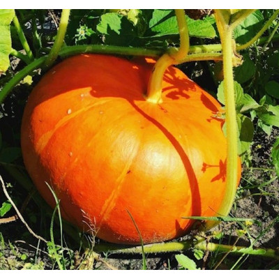 Potiron rouge vif d'Etampes, plants potagers, pot de 0.5L, légume, achat, pas cher