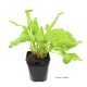 Oseille verte PAC, aromatique, plante condimentaire, pot 1L, achat, pas cher