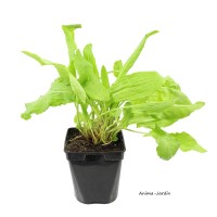 Oseille verte PAC, aromatique, plante condimentaire, pot 1L, achat, pas cher