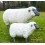Brebis en fibre de verre, petit mouton blanc, tête noire, animal de la ferme, Jardin, achat, décoration jardin