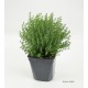 Thym Commun AB, aromatique, plante condimentaire, pot 1L, achat, pas cher