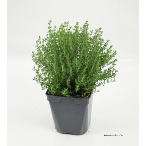 Thym Commun AB, aromatique, plante condimentaire, pot 1L, achat, pas cher