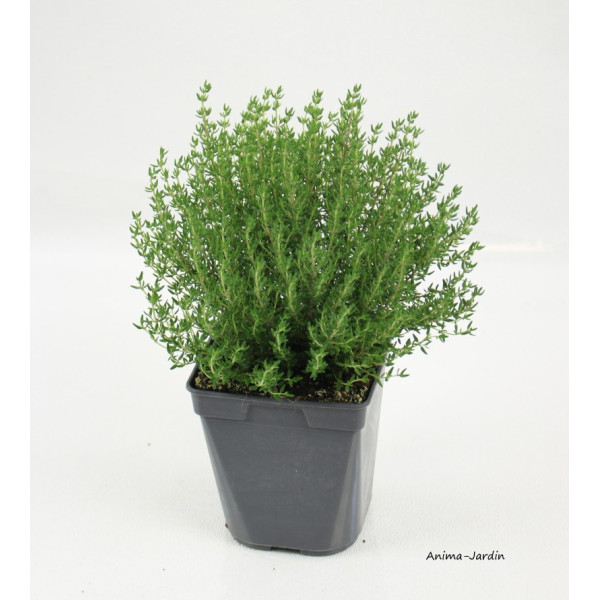 Thym Commun AB, aromatique, plante condimentaire, pot 1L, achat, pas cher