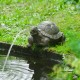 Tortue H.14 cm, cracheur d'eau, décoration bassin, Ubbink, achat, pas cher