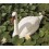 Cygne blanc flottant, H.46 cm, animal d'eau, Ubbink, achat, pas cher